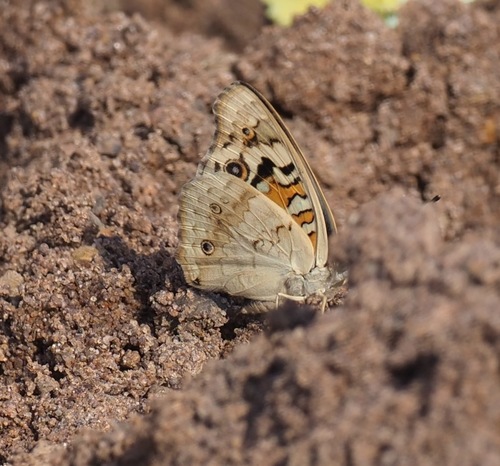 Blue Pansy
