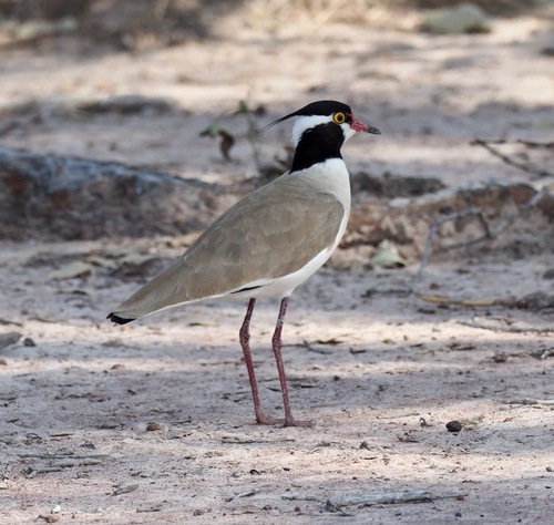 Black-headed Lapwing