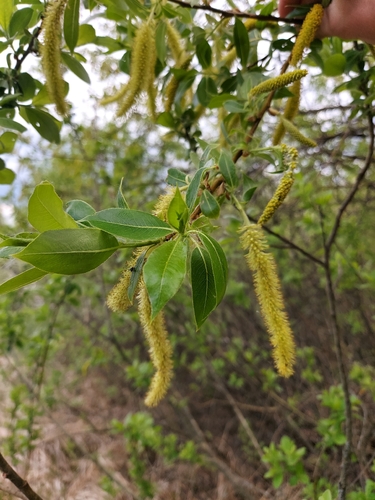 Almond Willow (Salix triandra)