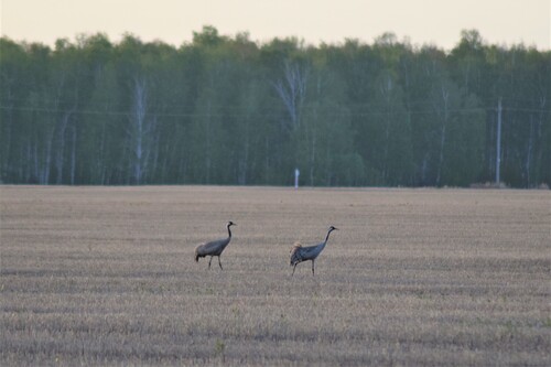 Common Crane