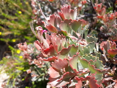 Adenanthos cuneatus