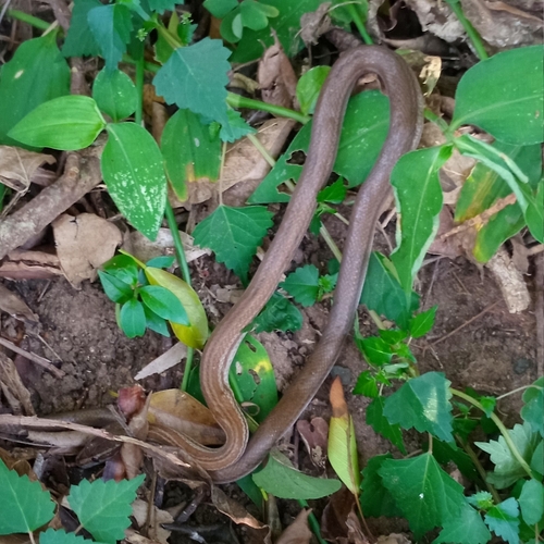 Cape House Snake