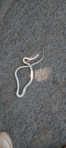 Cape House Snake