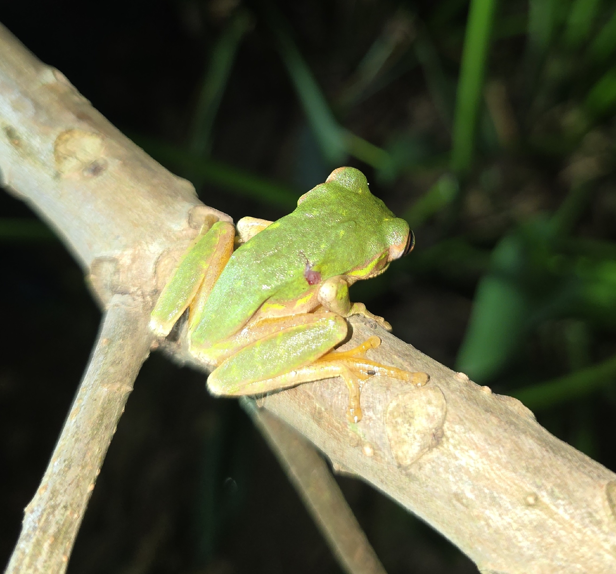 Leptopelis natalensis (Smith, 1849)