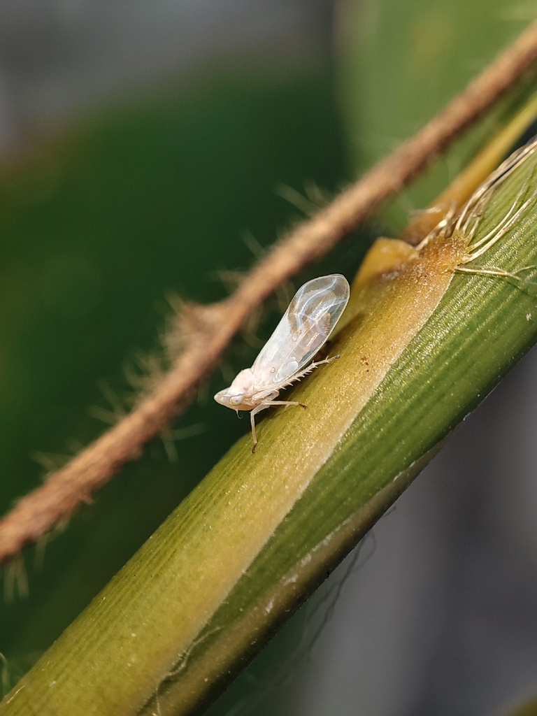 Sweta hallucinata