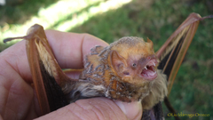 Lasiurus blossevillii