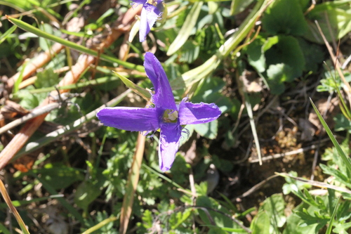Fringe-flowered Gentian (Gentianopsis ciliata)