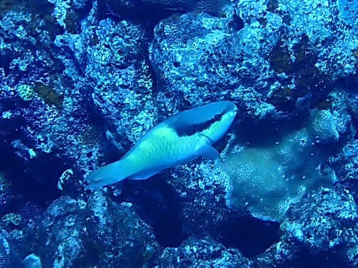 Blue parrotfish (Scarus oviceps) — Scaridae