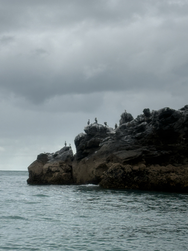 Spotted Shag (Phalacrocorax punctatus), photo 5
