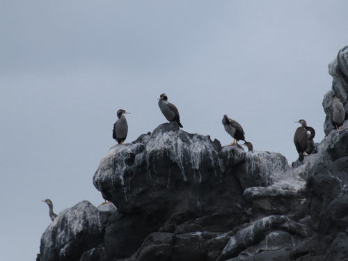 Spotted Shag (Phalacrocorax punctatus), photo 6