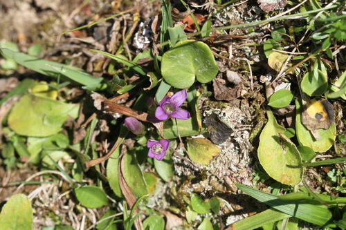 field gentian (Gentianella campestris)