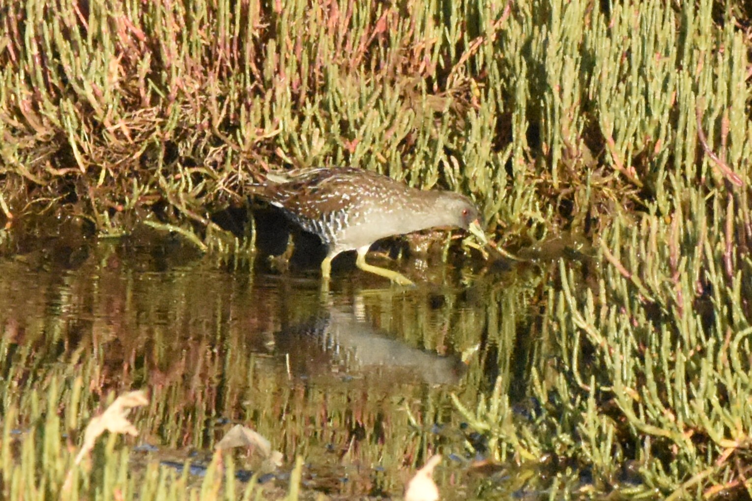 Australian Crake (Porzana fluminea), photo 3