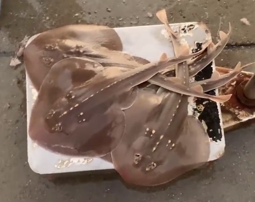 ウチワザメ