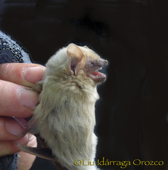 Lasiurus ega