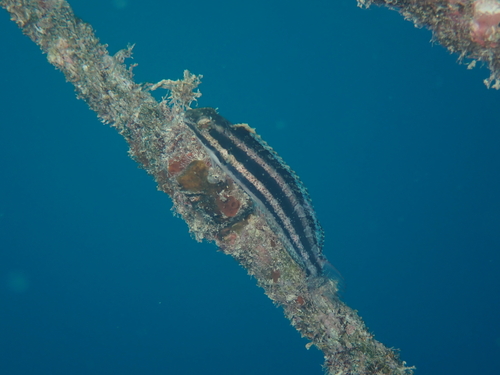 Gestreepte sabeltandslijmvis (Petroscirtes breviceps) — Blenniidae