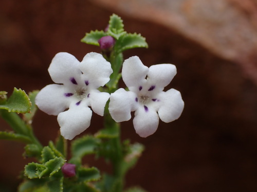 Common Rocktomato (Teedia lucida)