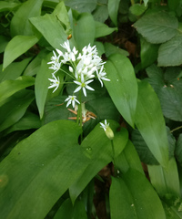 Allium ursinum