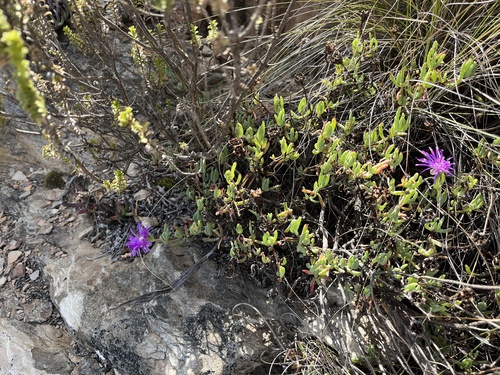 Lampranthus coralliflorus, photograph 5