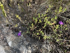 Lampranthus coralliflorus, photograph (c) Ren Hoekstra, some rights reserved (CC BY)