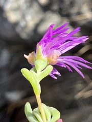 Lampranthus coralliflorus, photograph (c) Ren Hoekstra, some rights reserved (CC BY)