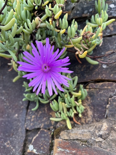 Lampranthus coralliflorus, photograph 1