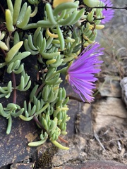 Lampranthus coralliflorus, photograph (c) Ren Hoekstra, some rights reserved (CC BY)