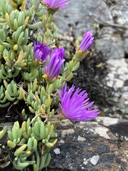 Lampranthus coralliflorus, photograph (c) Ren Hoekstra, some rights reserved (CC BY)