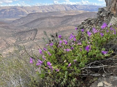 Lampranthus coralliflorus