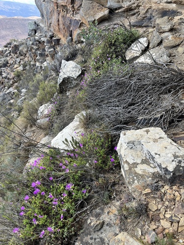 Lampranthus coralliflorus, photograph 4