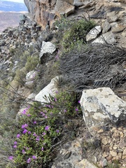 Lampranthus coralliflorus, photograph (c) Ren Hoekstra, some rights reserved (CC BY)