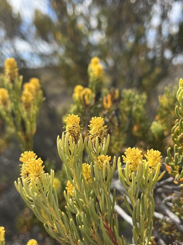 Laingsburg Conebush (Leucadendron osbornei)