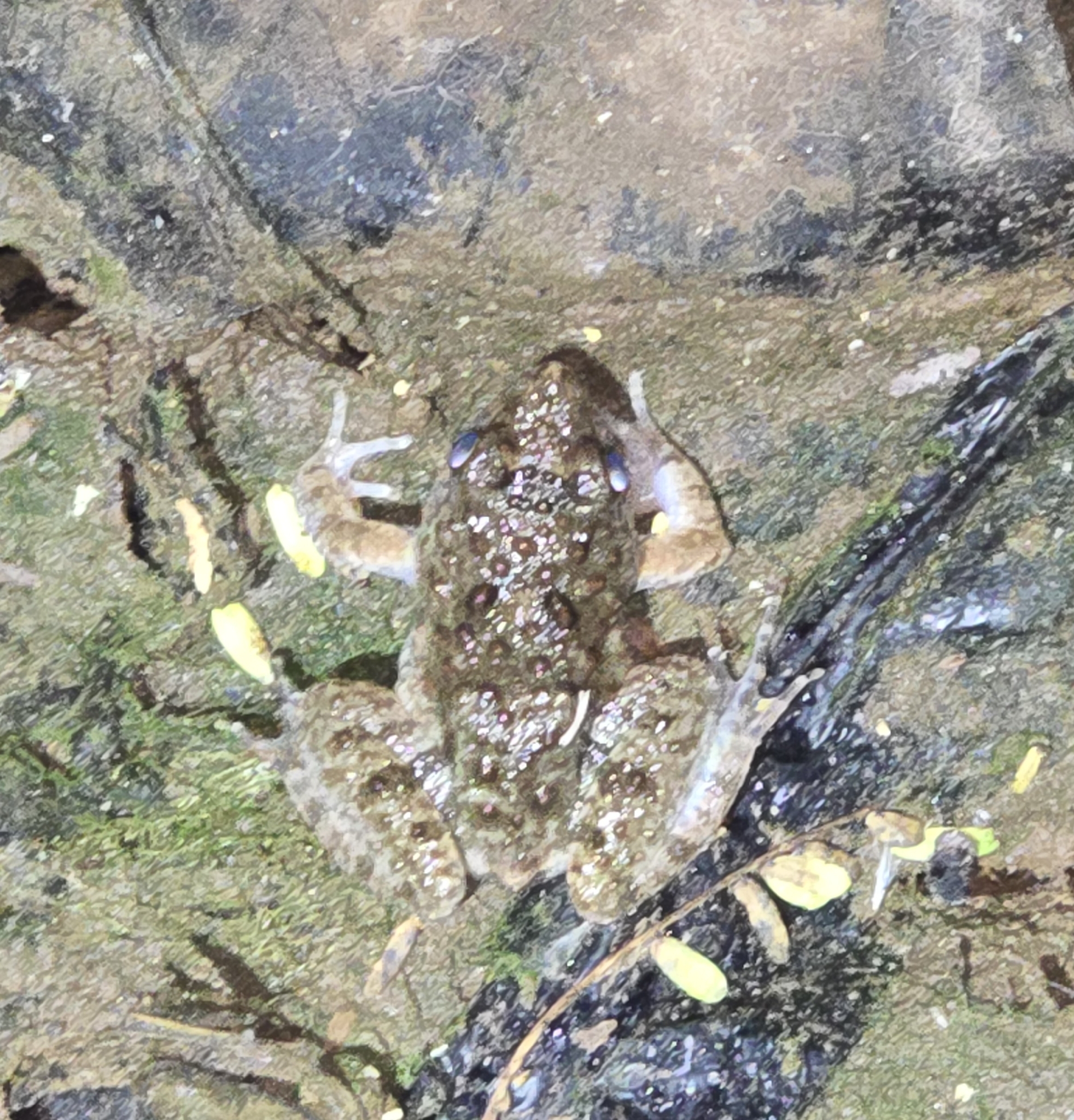 Phrynobatrachus rillingi