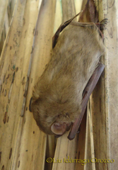 Lasiurus ega