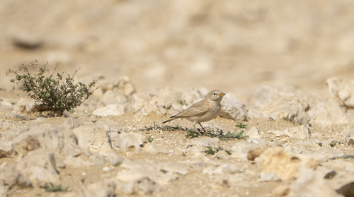 Desert Lark