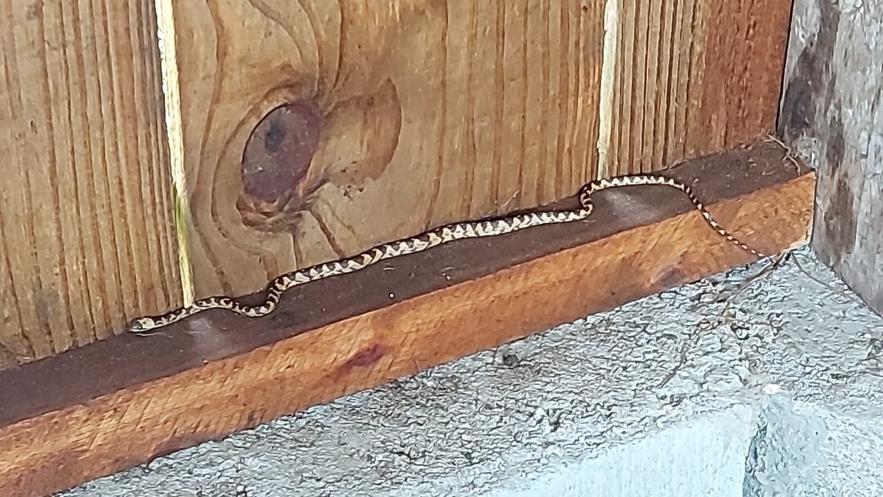 Brazilian Spotted Night Snake photo 4