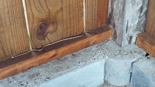 Brazilian Spotted Night Snake
