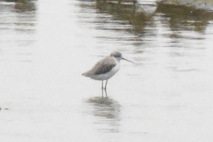 Marsh Sandpiper (Tringa stagnatilis), photo 2