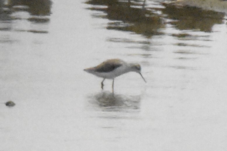 Marsh Sandpiper (Tringa stagnatilis), photo 3