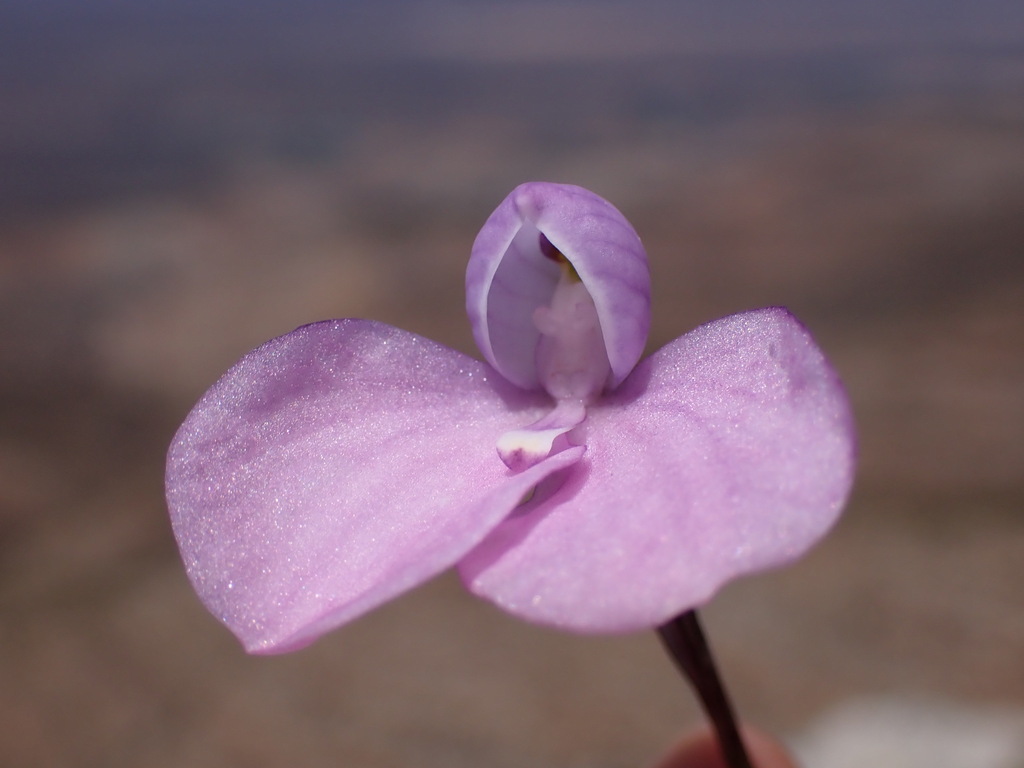 Disa schizodioides