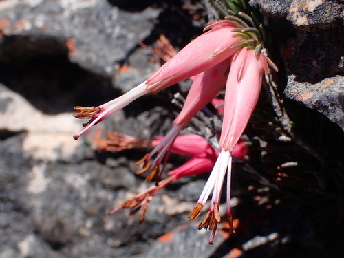 Royal Heath (Erica adelopetala)