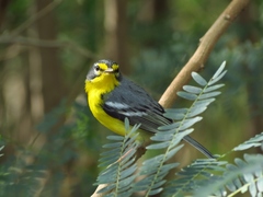 Setophaga adelaidae