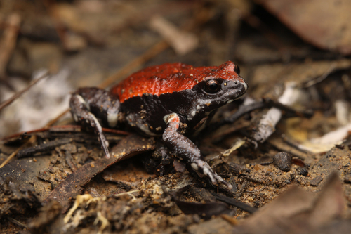 Kefersteinas Toadlet, Pseudophryne coriacea