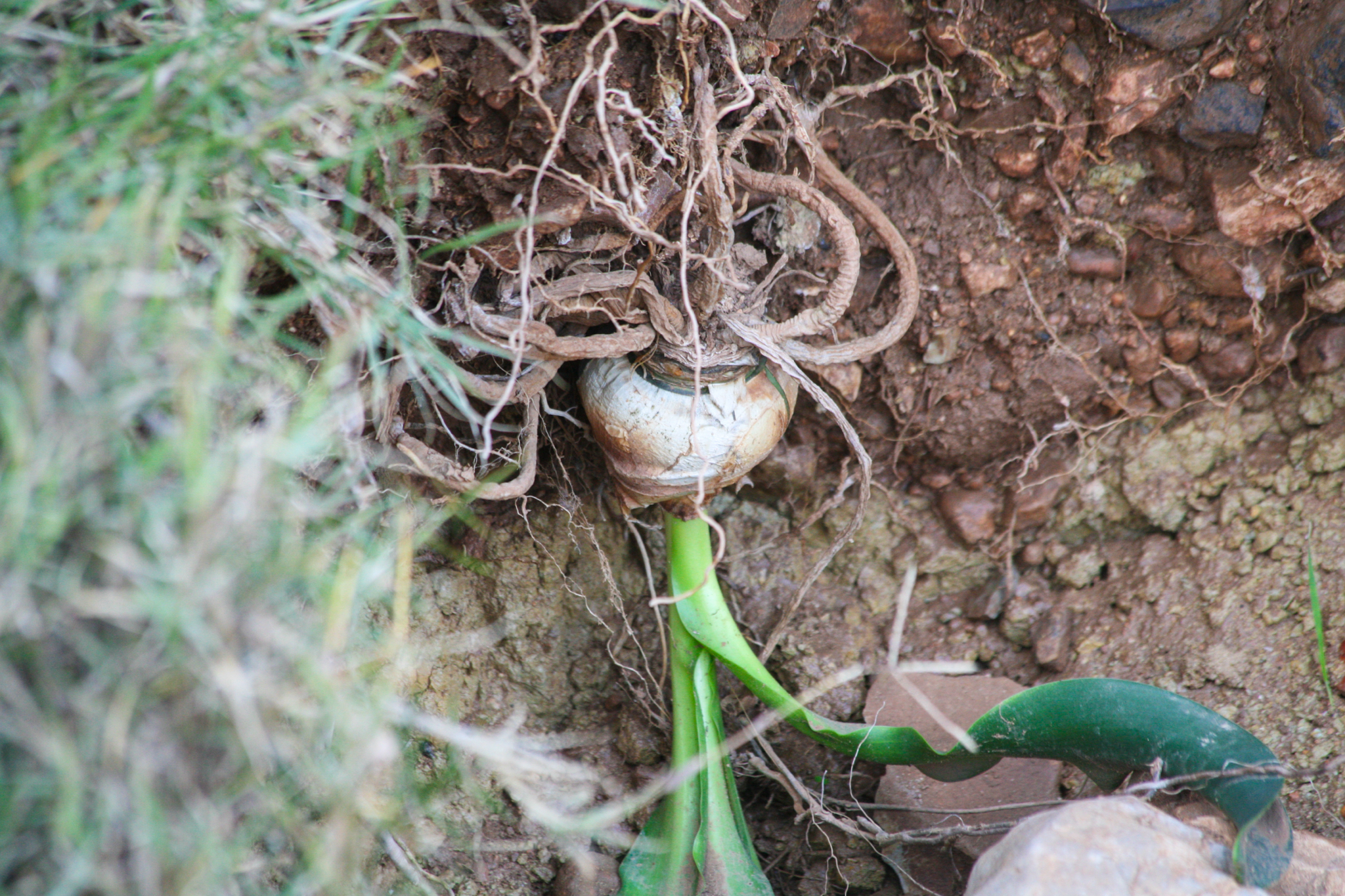 Cebolla albarrana