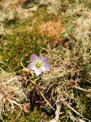 Gentianella ottonis