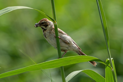 Reed Bunting