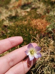 Gentianella ottonis, photograph Aira Francisca Faúndez Fallau, CC BY, iNaturalist via GBIF
