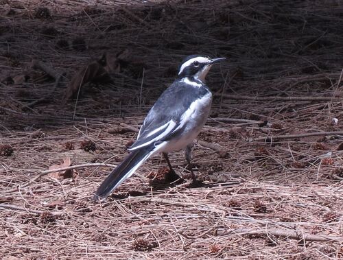 iNaturalist: (c) kaibehn, some rights reserved (CC BY-NC), uploaded by kaibehn iNaturalist image