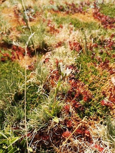 Gentianella ottonis, photograph 2