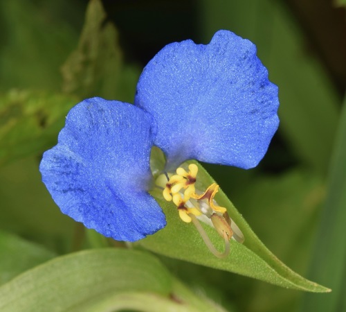 Commelina communis iNat (3)