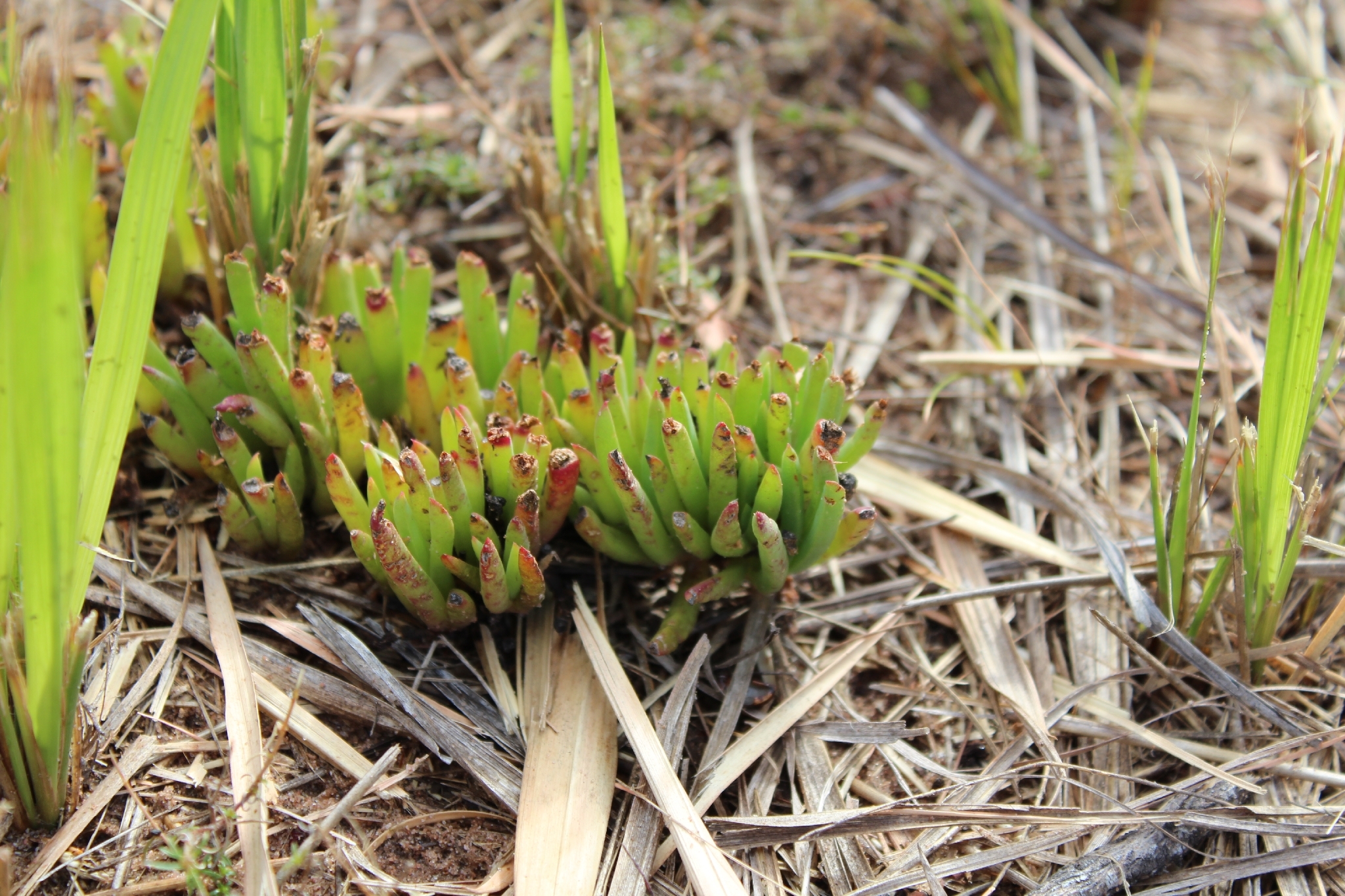 Trailing ice plant